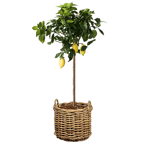 Citrontræ i flet krukke,