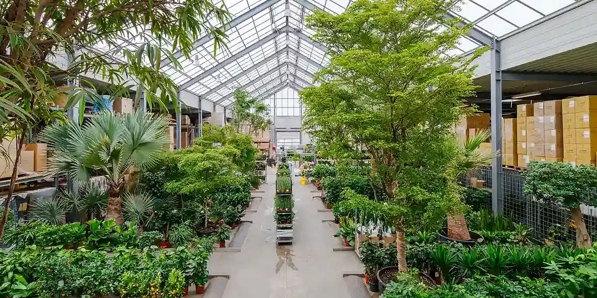 Drivhus med store grønne planter,