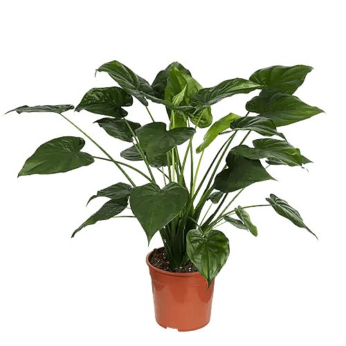 Alocasia