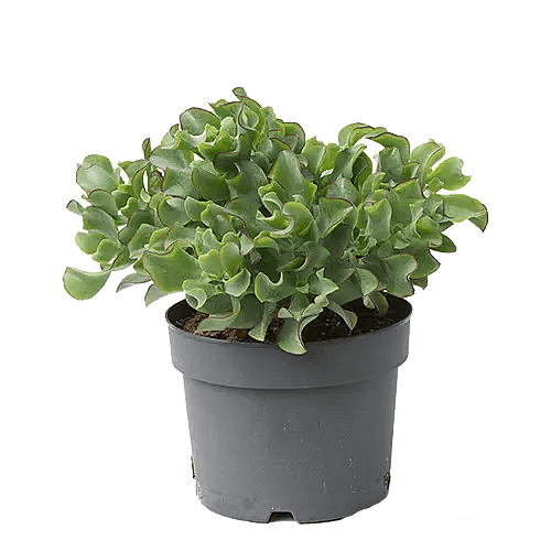 Crassula