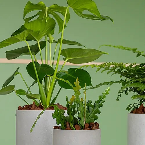 Grønne planter i en gruppe,