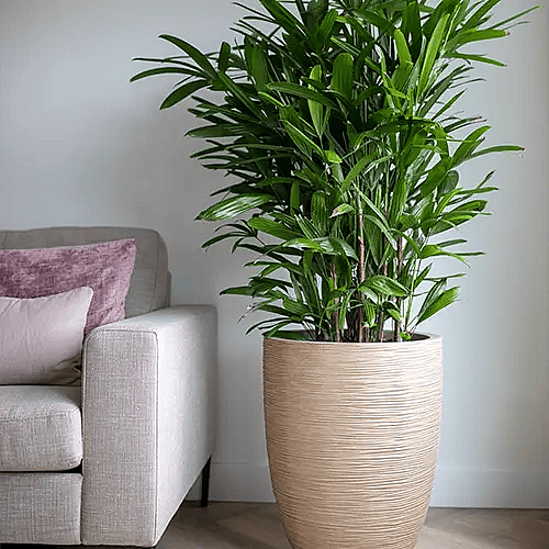Capi 100 Waste med grøn plante,