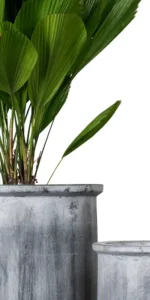 Grå-hvide krukker med grøn palme,