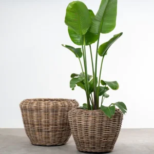 Runde kurve til planter, Strelitzia,