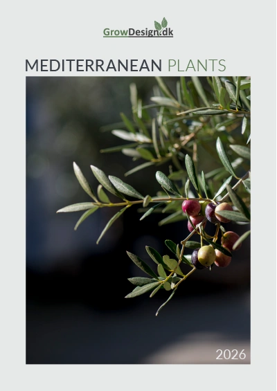 Olea,
